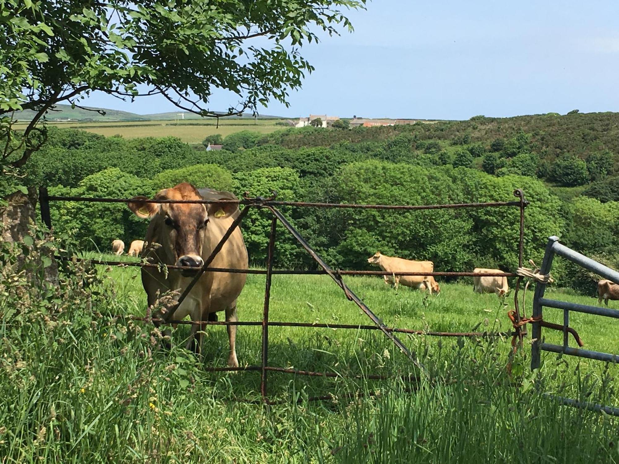 Trengothal Barn Daire Porthcurno Dış mekan fotoğraf