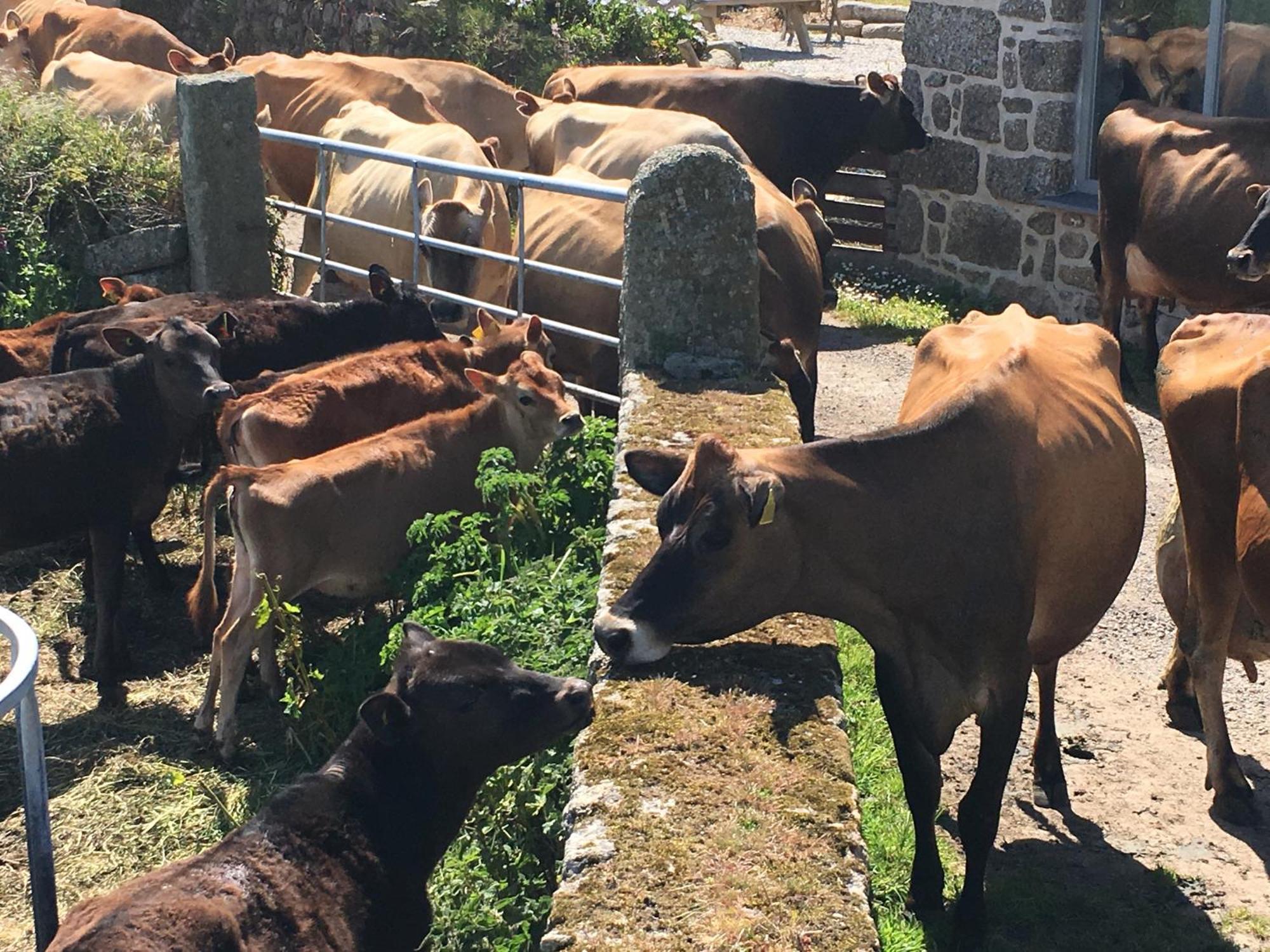 Trengothal Barn Daire Porthcurno Dış mekan fotoğraf
